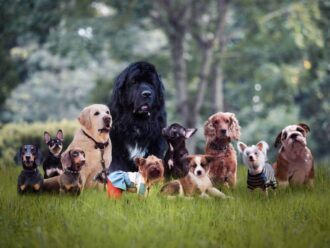 Most Compatible Dog Breed with Your Zodiac Sign