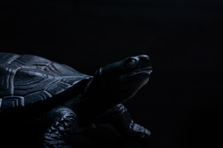 Feng Shui Black Tortoise