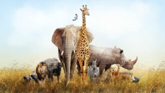 which Wild Animal Are You according to Your Zodiac Sign