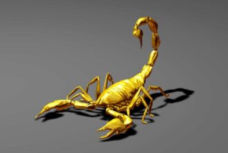 Scorpio The Celestial Scorpion