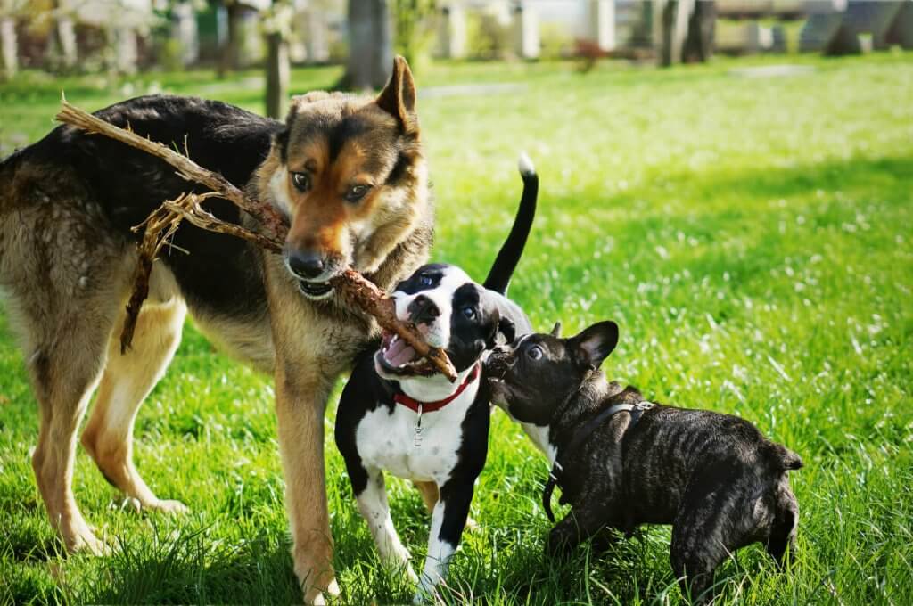 How the Major Arcana is Associated with Dog Breeds