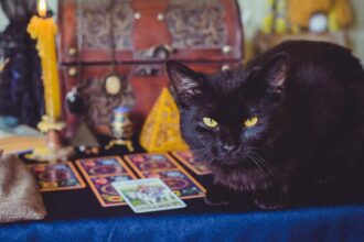 The Best Animal Tarot Decks