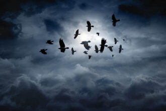 Let Birds Connect You to the Spirit World