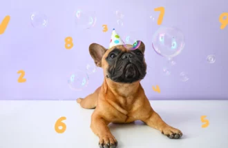 numerology-pets