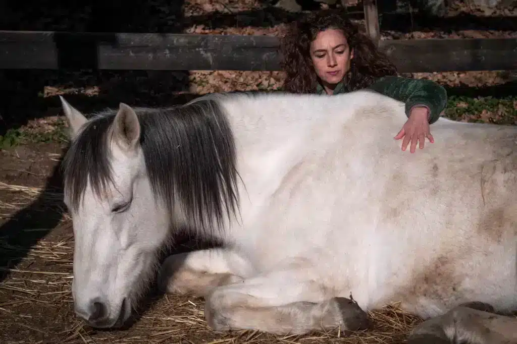 Reiki Horse