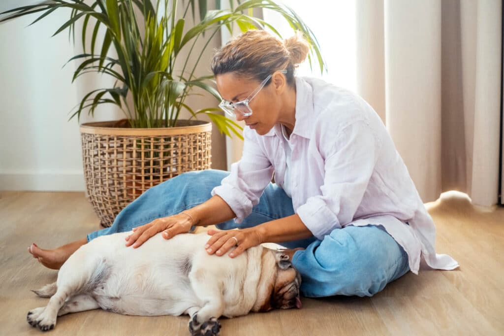 calming-dog-with-reiki