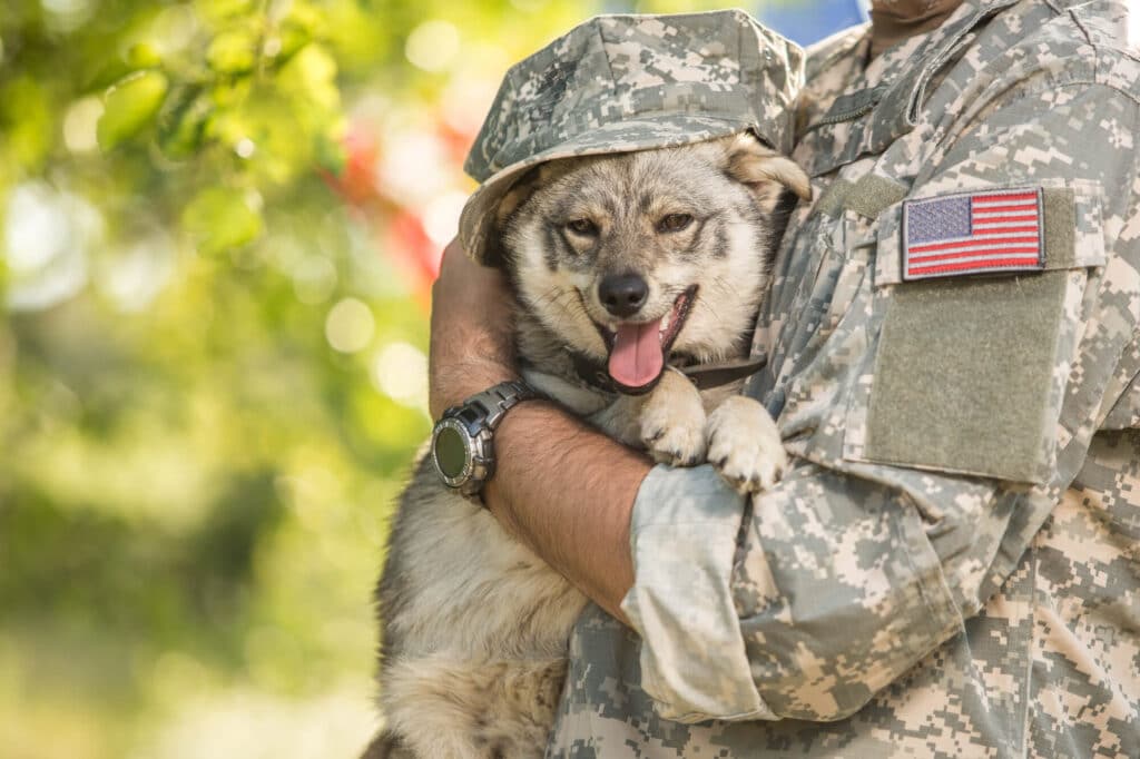 military-dog