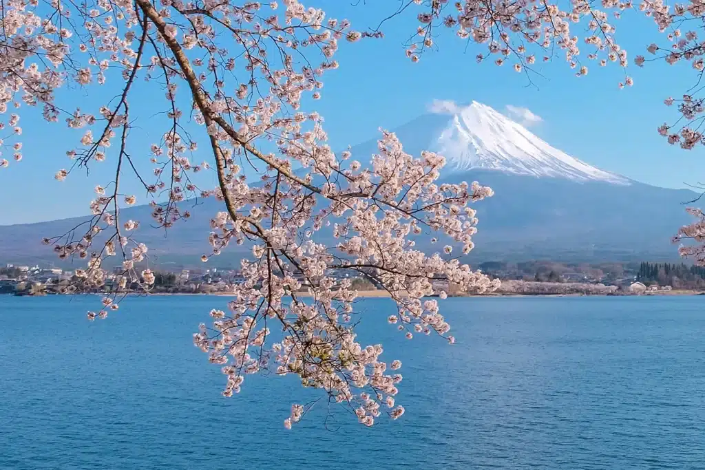 fujisan-sakura-hanami