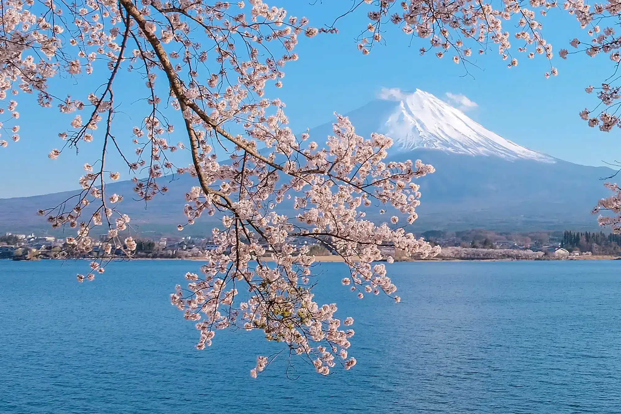 fujisan-sakura-hanami