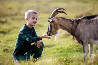 Parenting Children of The Year of the Wood Goat – 2015