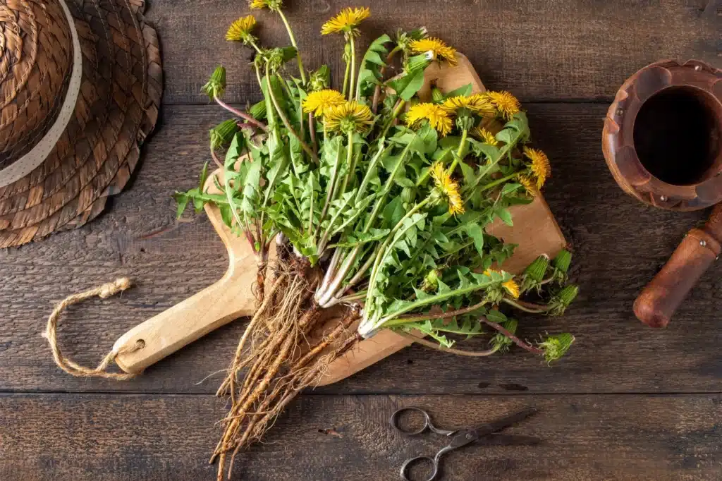 10 Herbs for Sagittarius Season Vitality